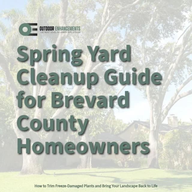 Florida freeze damage recovery tips