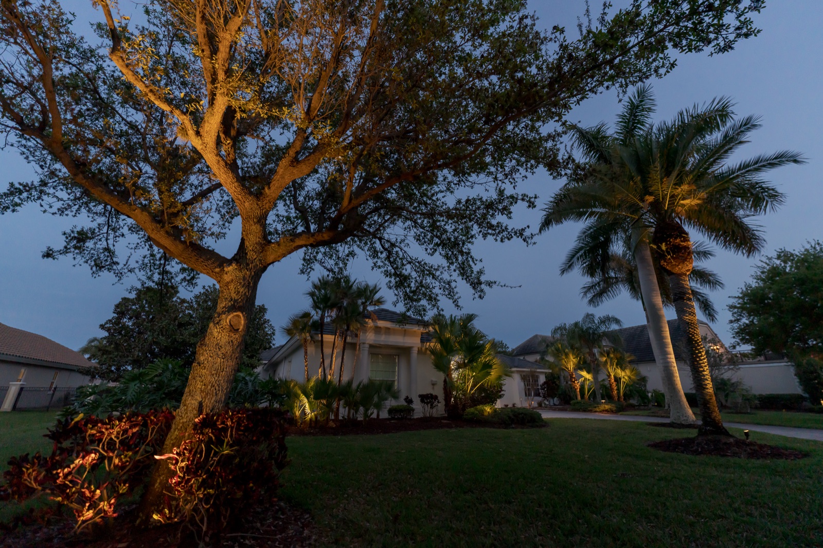 Uplit oak tree and front yard landscape lighting at night