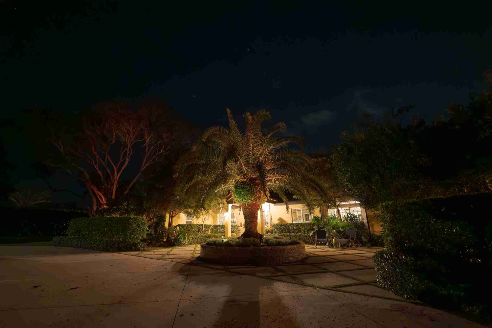 Canary date palm and courtyard plantings lit with warm uplights