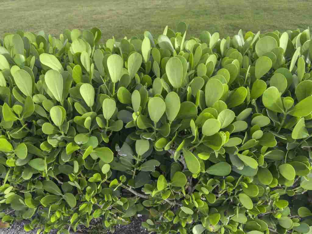 Saltwater-Tolerant Shrubs and Palms That Make Excellent Hedges